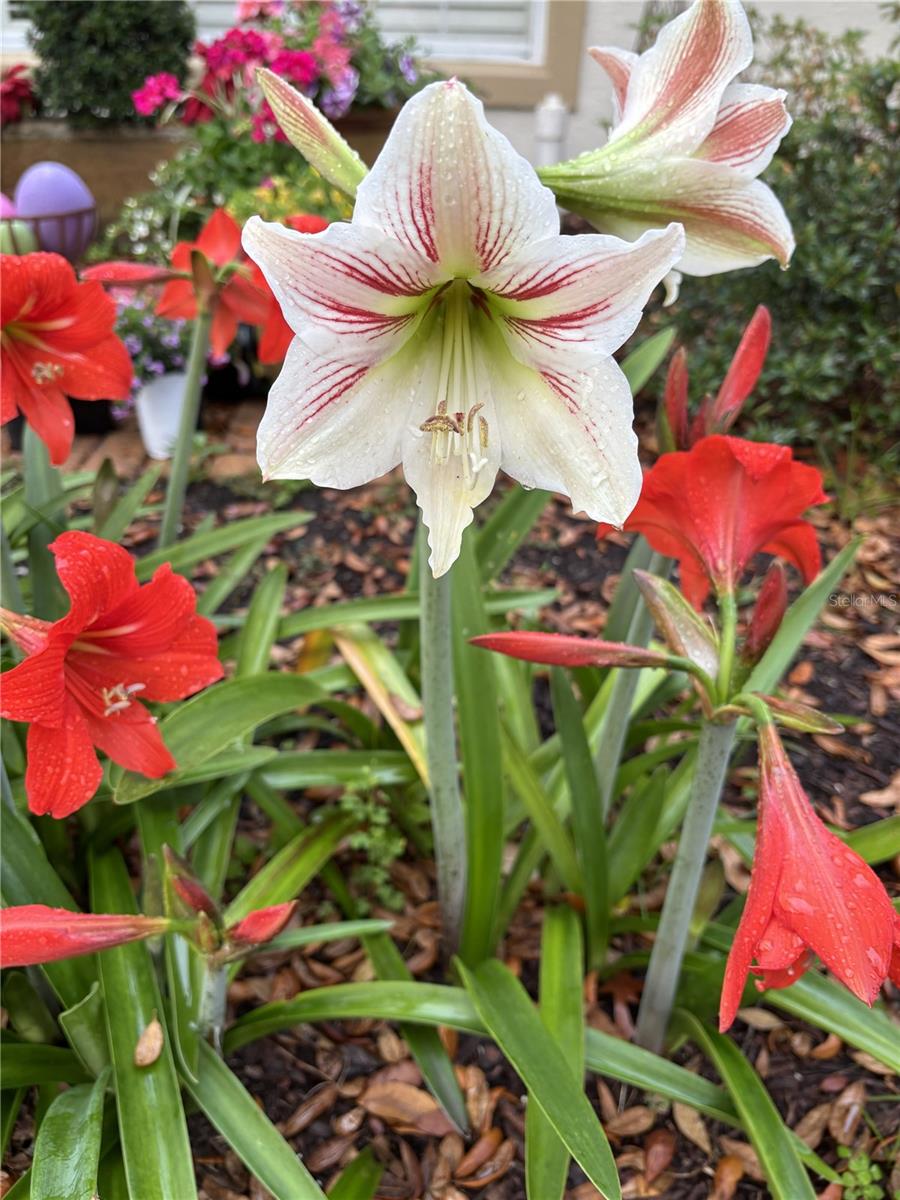 Image 41 of 41 For 9856 Fairway Circle