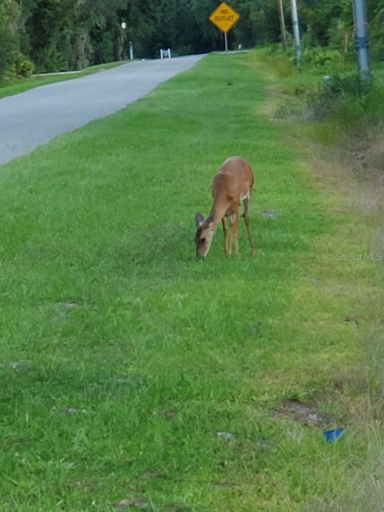 Image 12 of 27 For 1074 Front Street 51