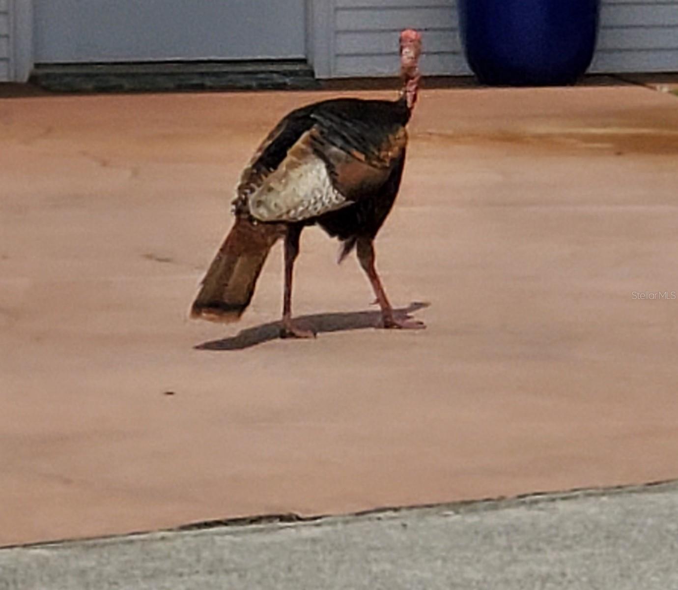 Image 13 of 27 For 1074 Front Street 51