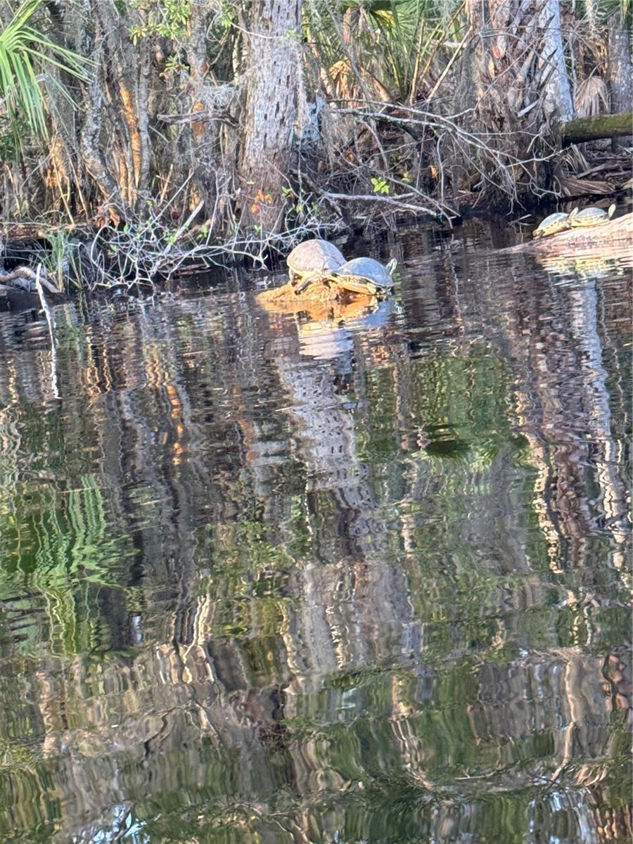 Image 15 of 27 For 1074 Front Street 51