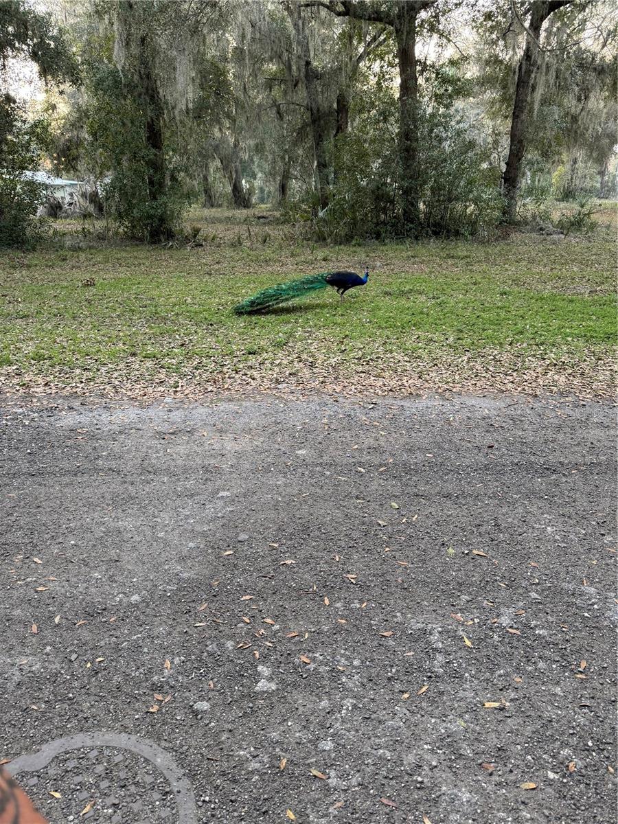 Image 16 of 27 For 1074 Front Street 51