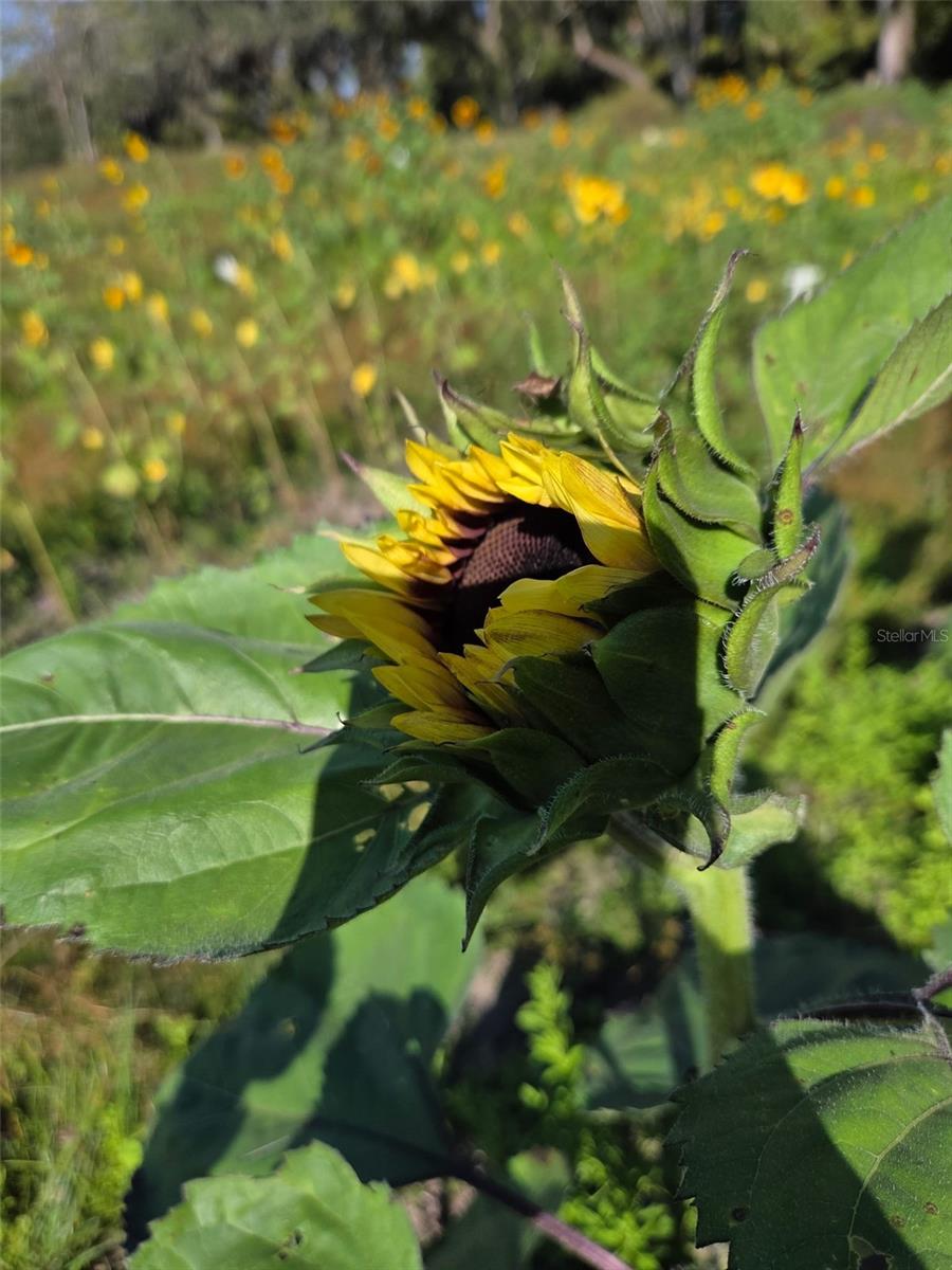 Image 14 of 36 For 3623 Cr 526  