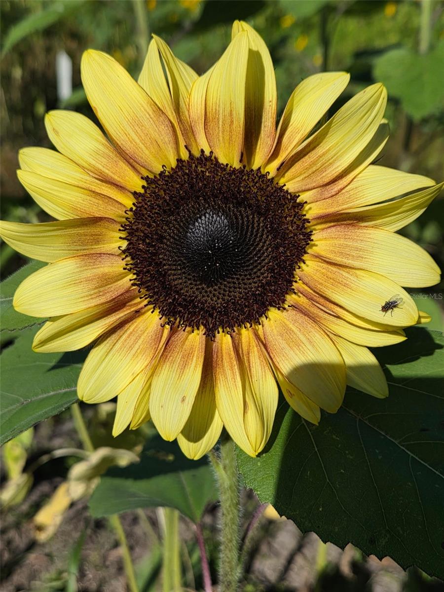 Image 15 of 36 For 3623 Cr 526  