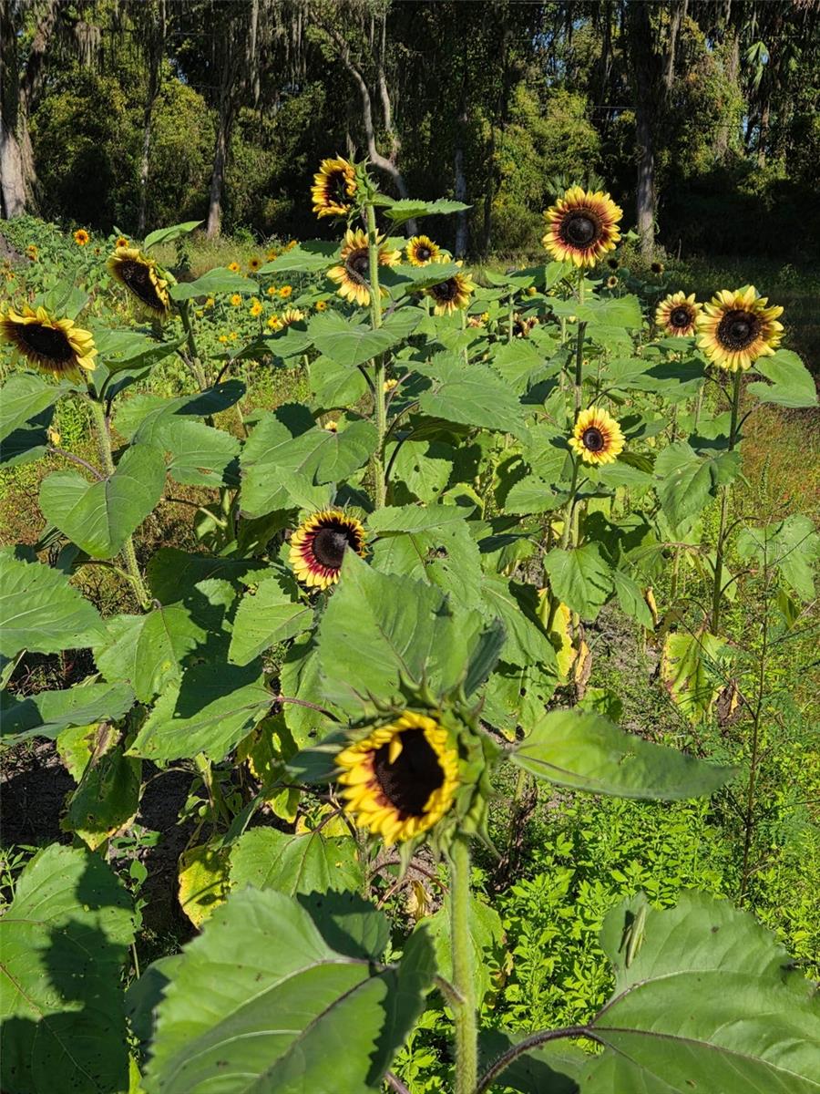 Image 16 of 36 For 3623 Cr 526  