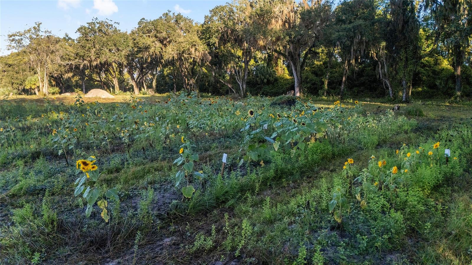 Image 32 of 36 For 3623 Cr 526  