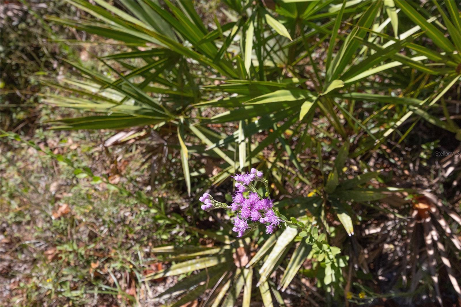 Image 63 of 69 For Tbd Cr 673  