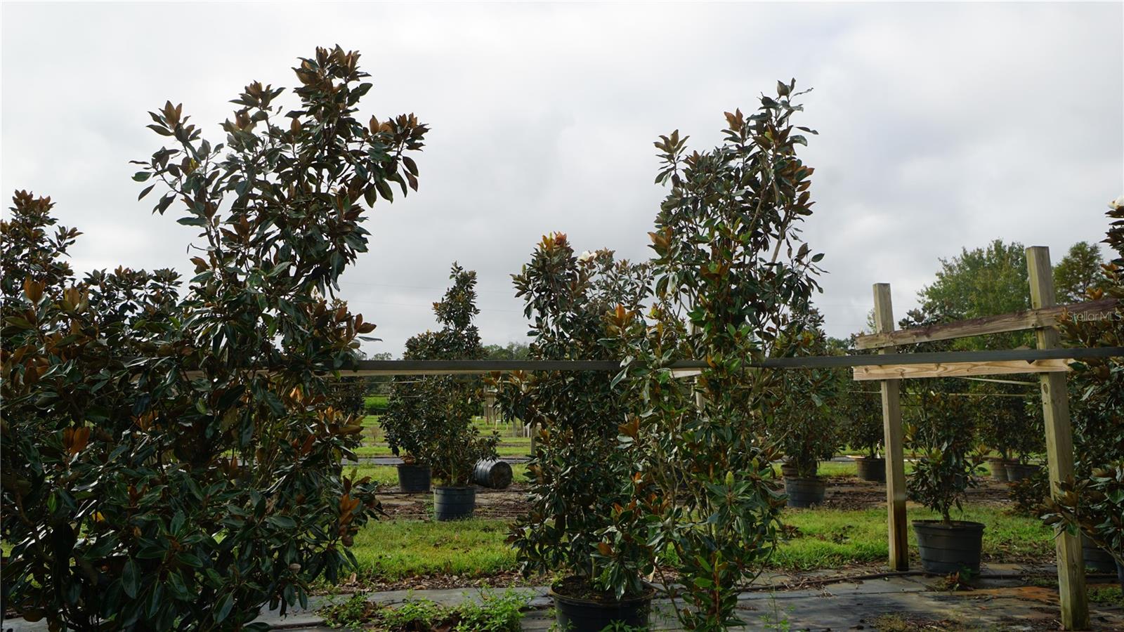 Listing photo id 7 for 00 Douglas Road