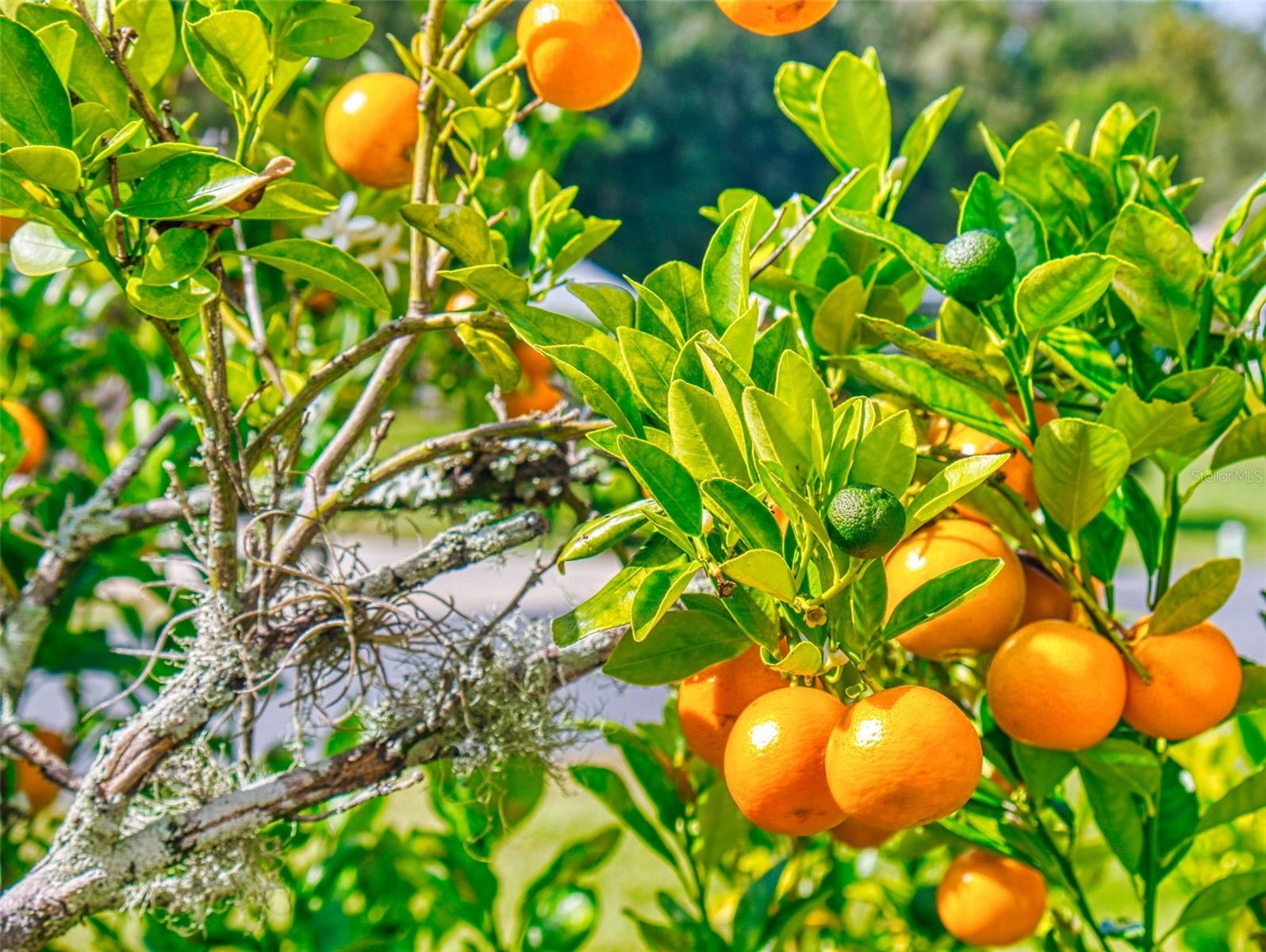 Image 70 of 83 For 2533 Chivalry Court