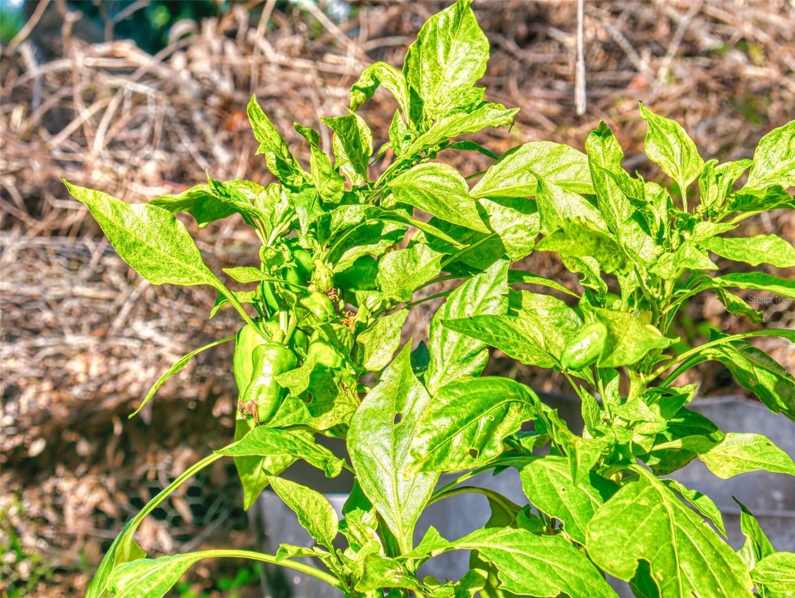 Image 86 of 100 For 3851 Thistlewood Way