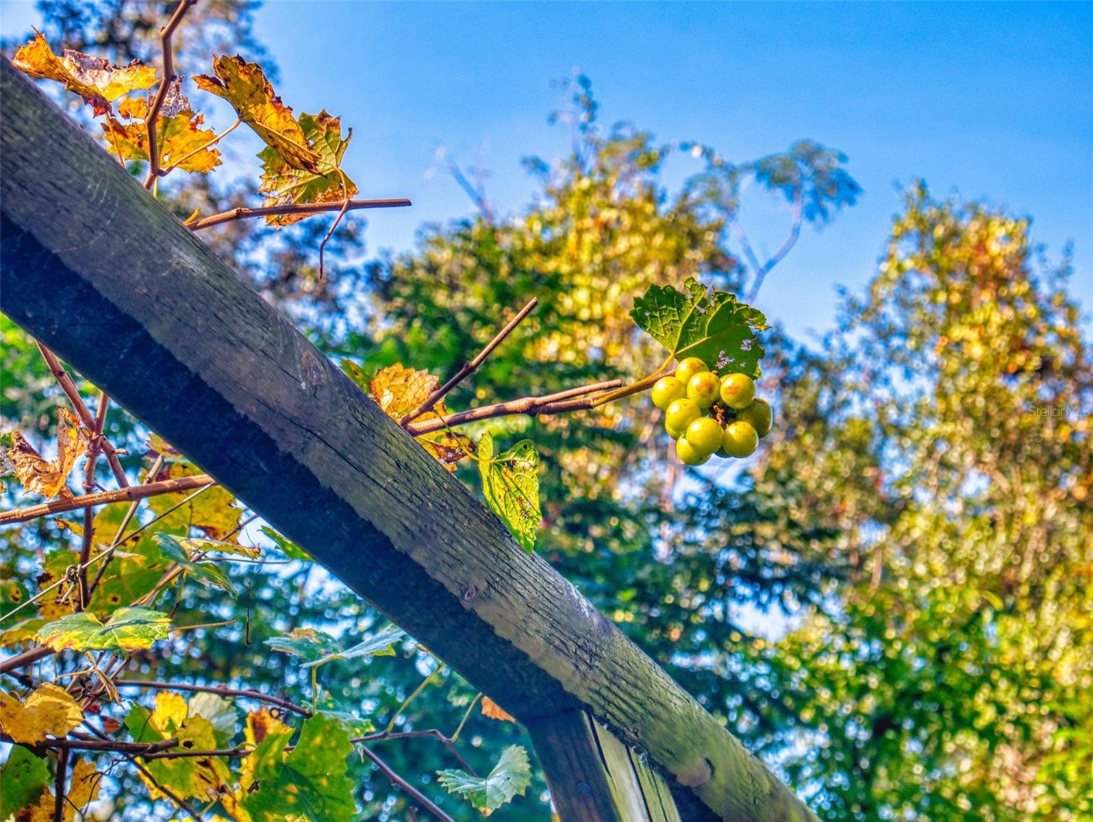 Image 89 of 100 For 3851 Thistlewood Way