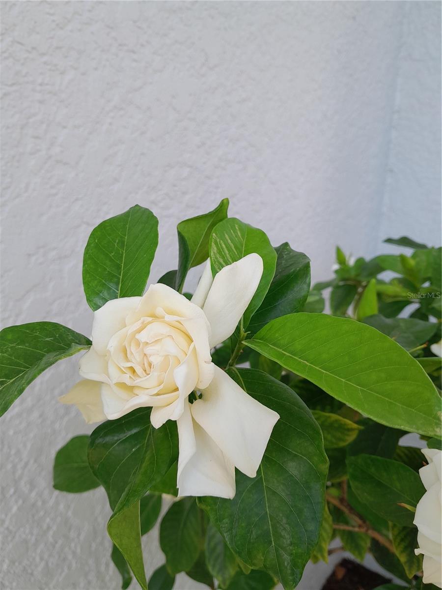 Image 38 of 44 For 2539 Caithness Way