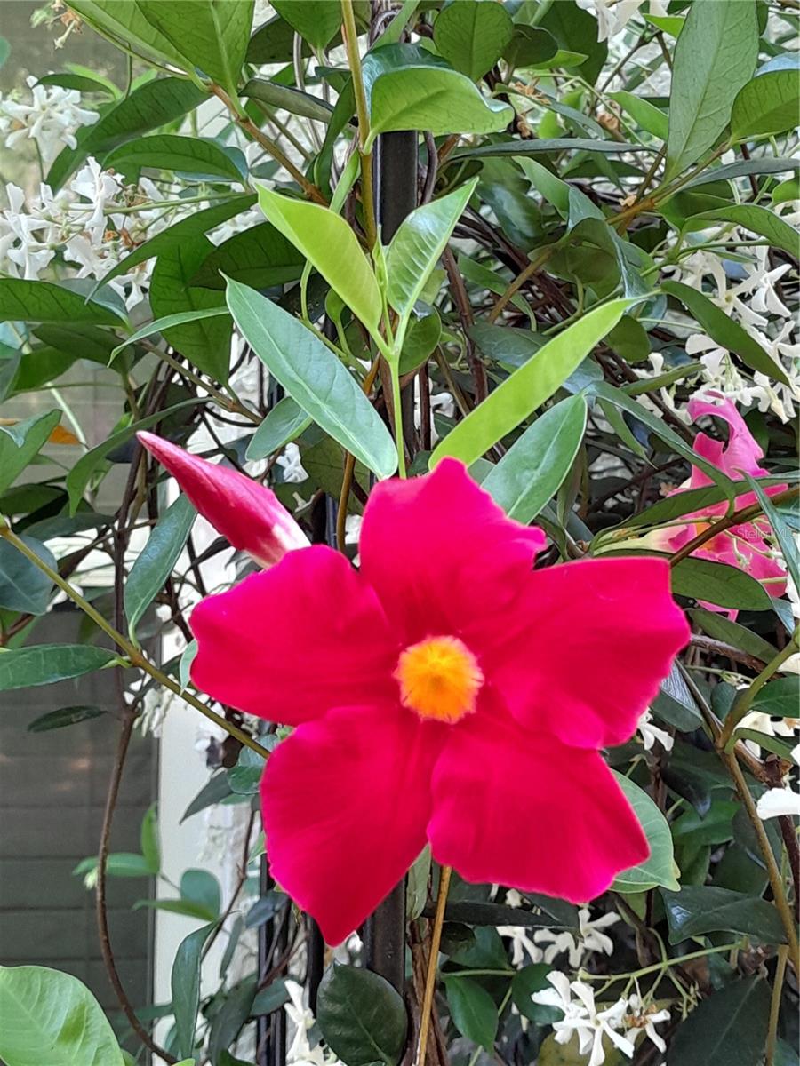 Image 40 of 44 For 2539 Caithness Way