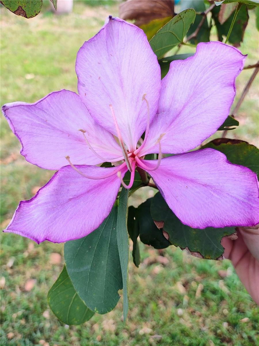 Image 35 of 35 For 1801 Missouri Ave