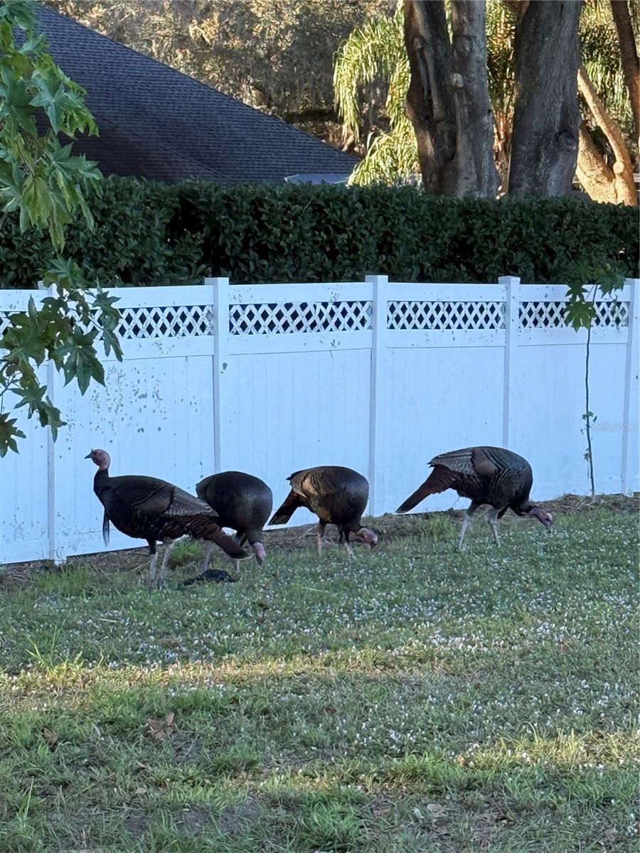 Image 3 of 45 For 28027 Cypress Springs Loop