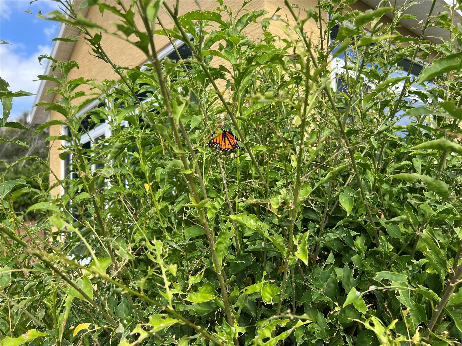 Image 61 of 63 For 81 Twin Lake Circle