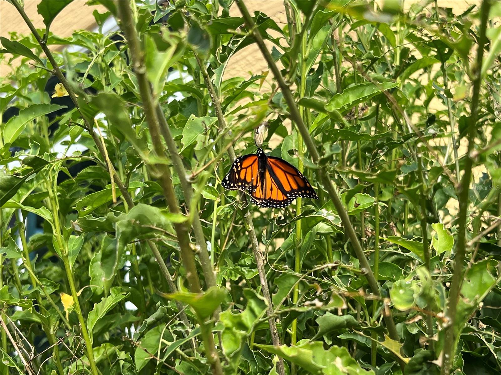 Image 62 of 63 For 81 Twin Lake Circle