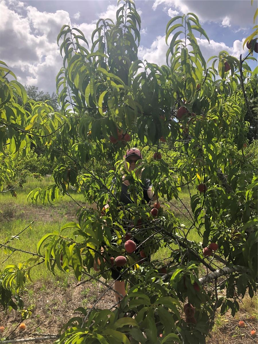 Image 39 of 41 For 18250 Ravenswood Road