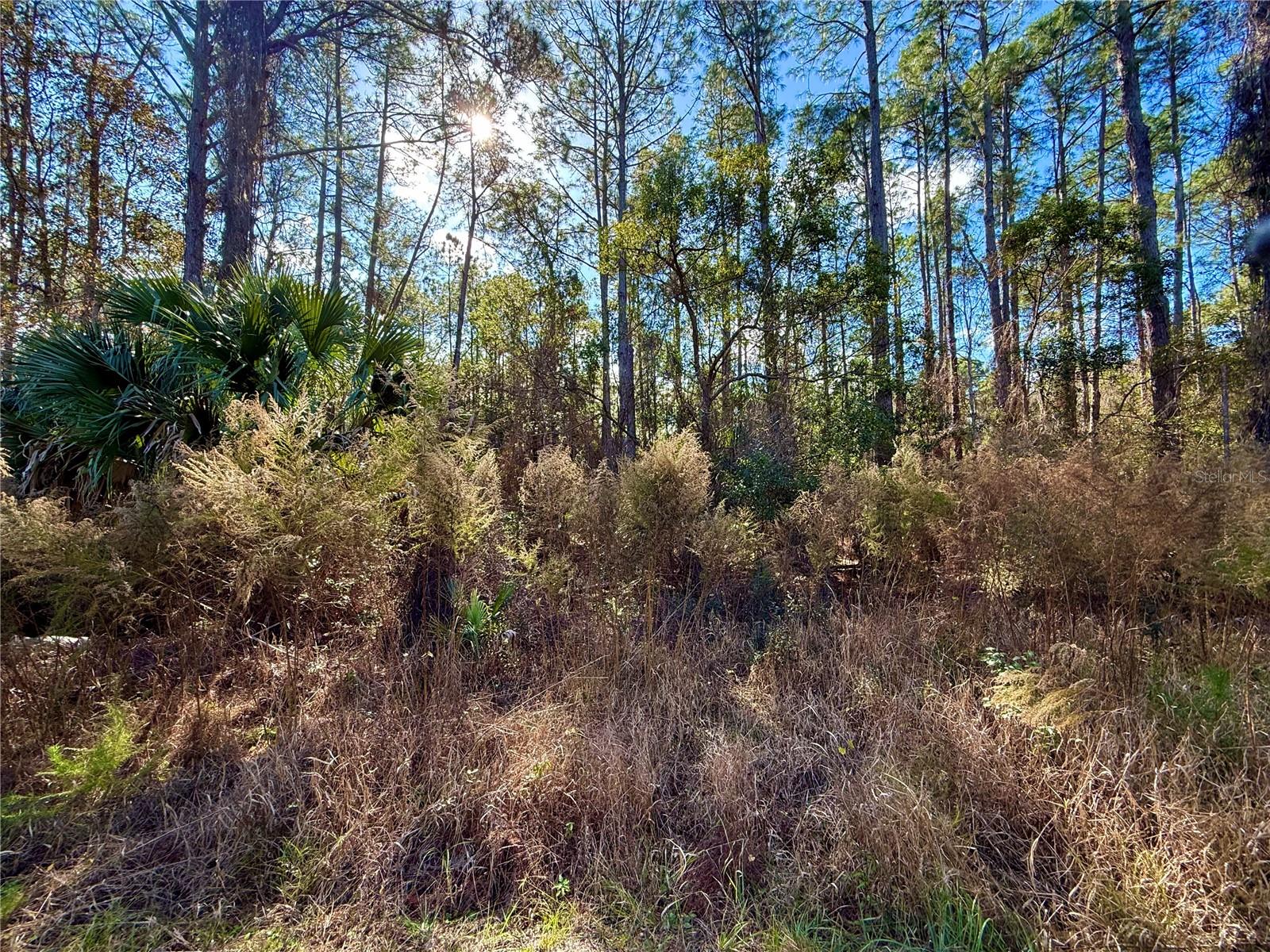 Image 13 of 32 For Lot 15 Apricot Avenue