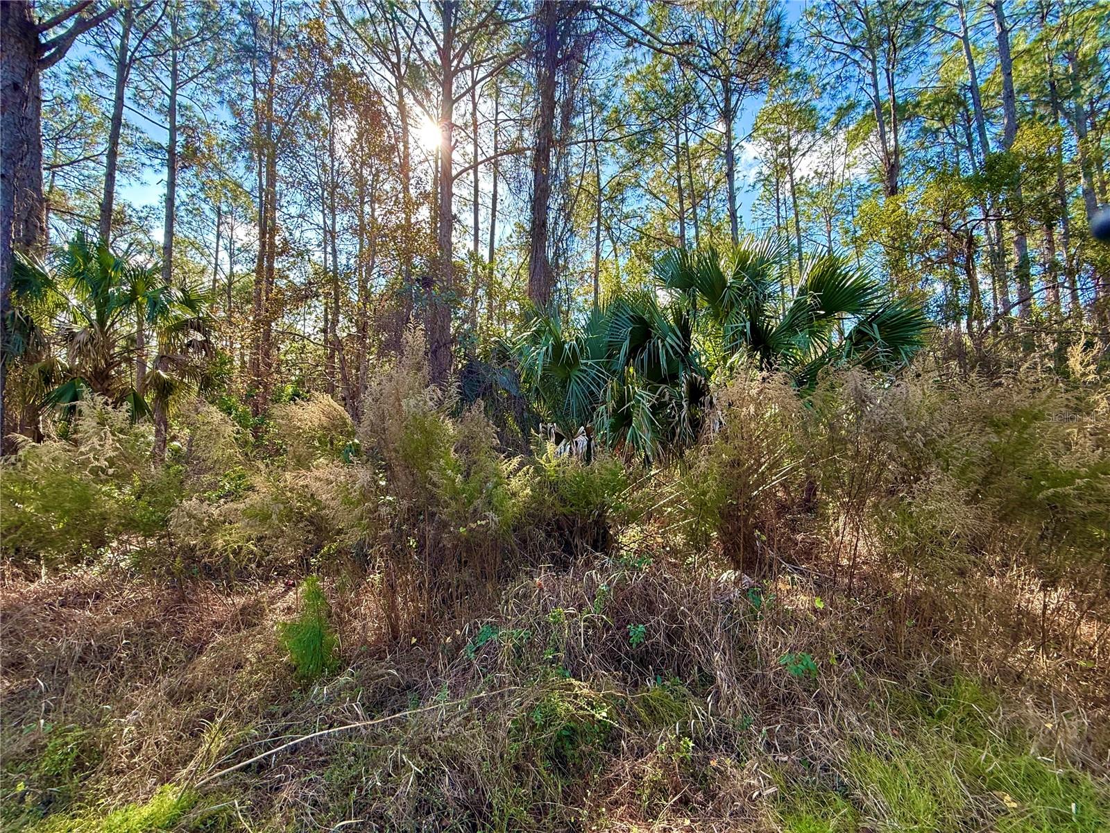 Image 16 of 32 For Lot 15 Apricot Avenue