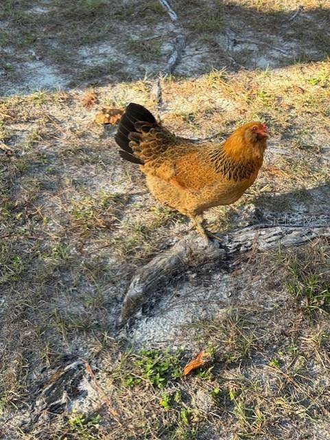 Image 10 of 10 For 12512 Cr 685