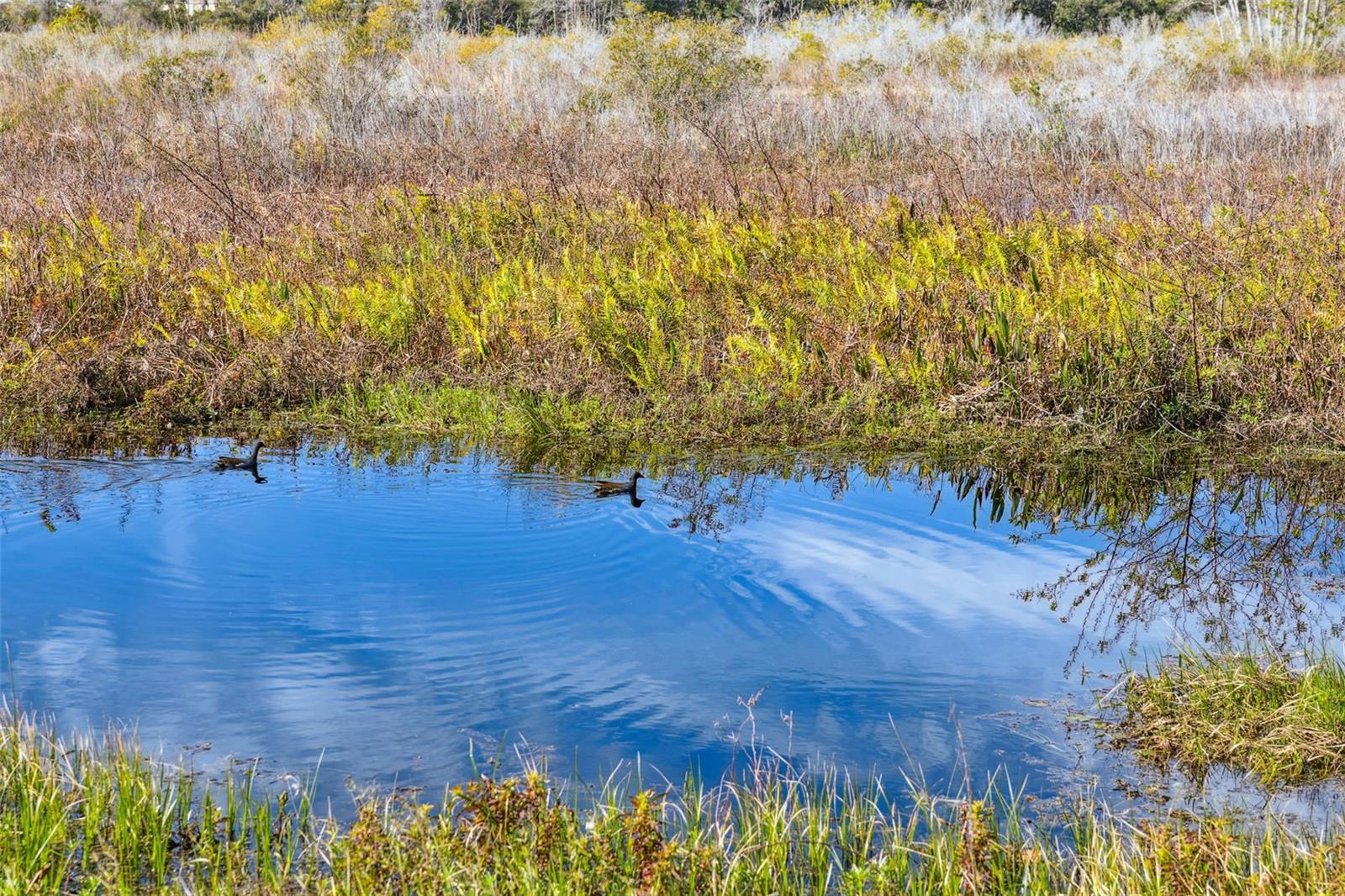 Image 48 of 61 For 1127 White Water Bay Drive