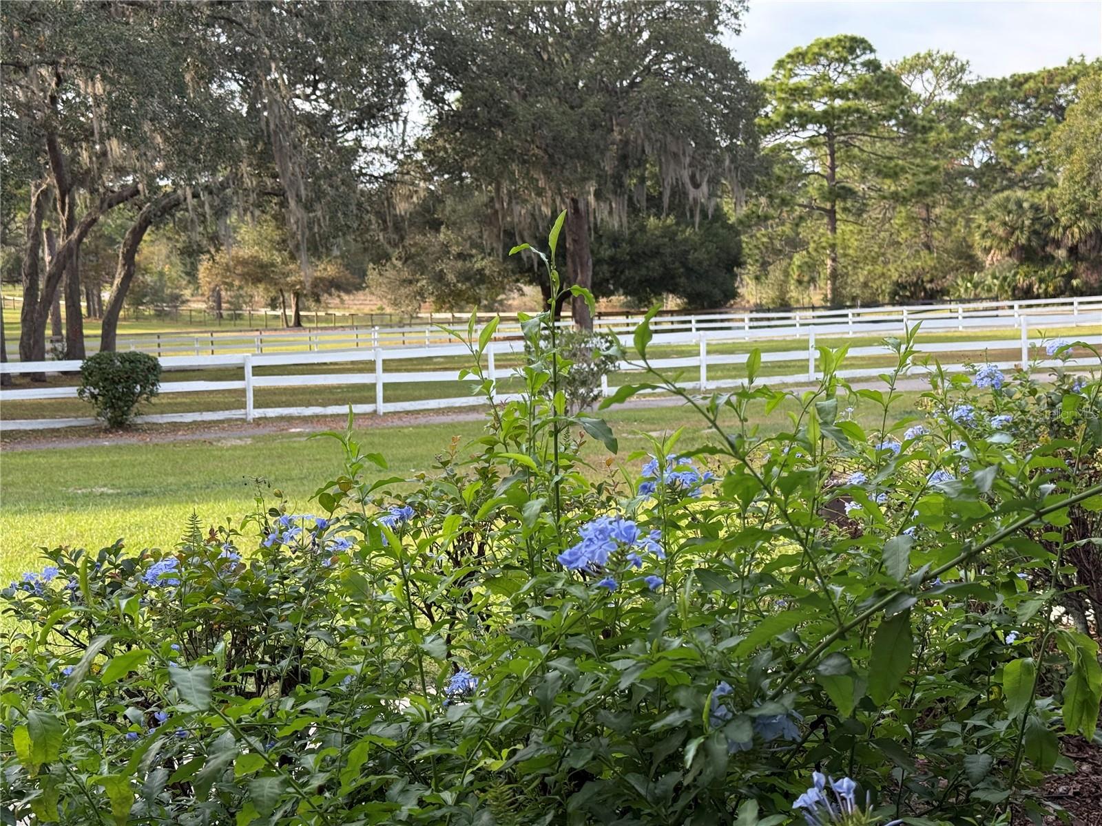 Image 54 of 74 For 33015 Sahara Court