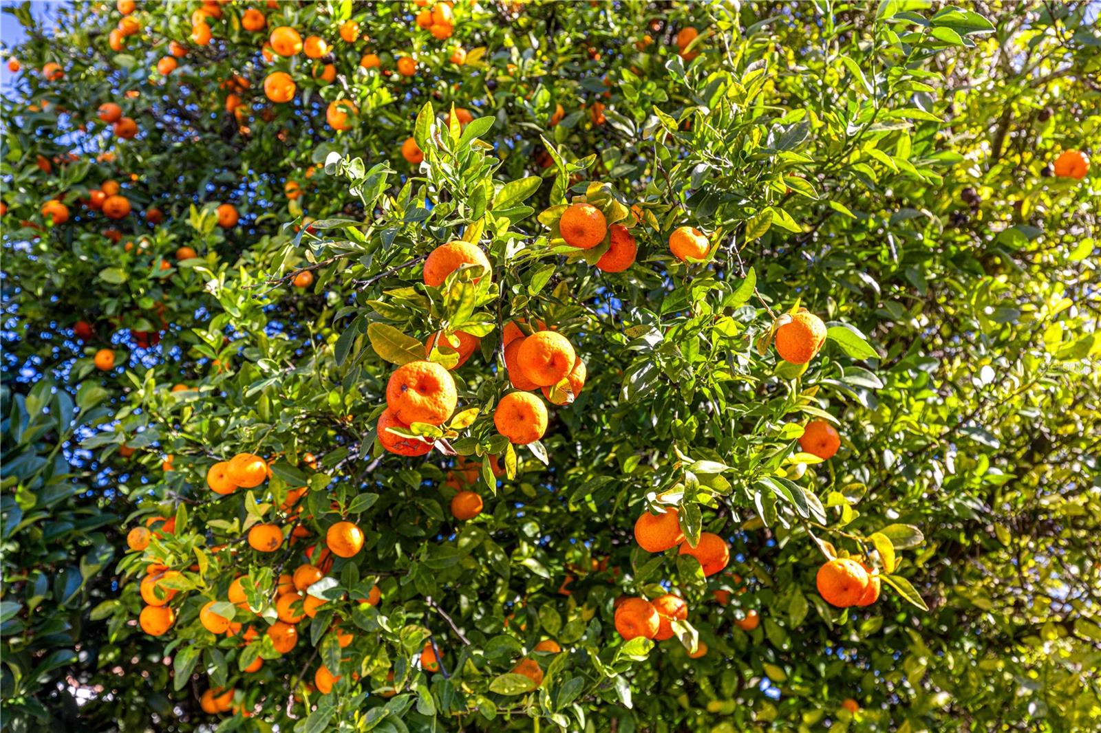 Image 30 of 39 For 11255 175th Ln