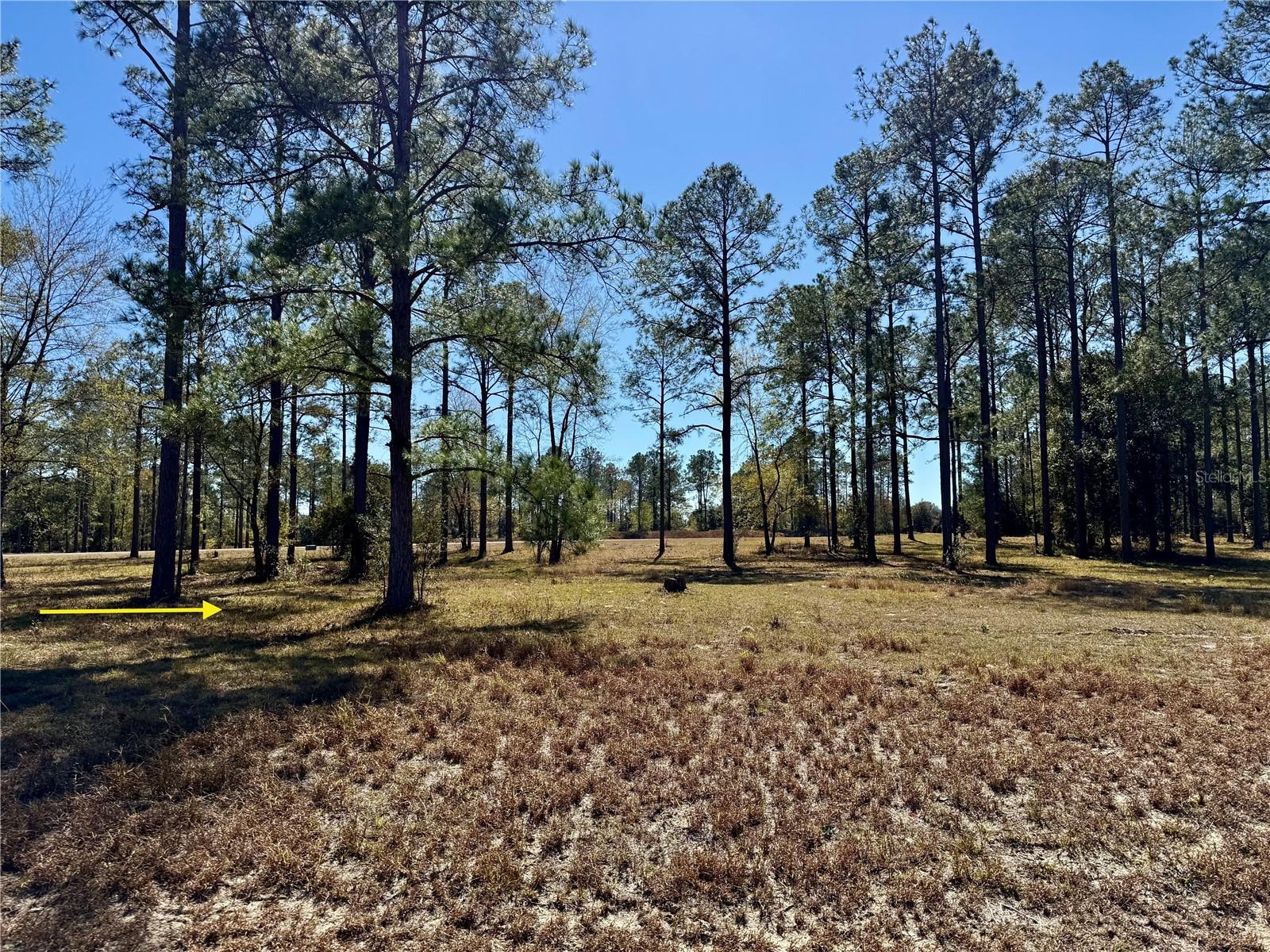 Image 10 of 23 For 35135 Pinegate Trail