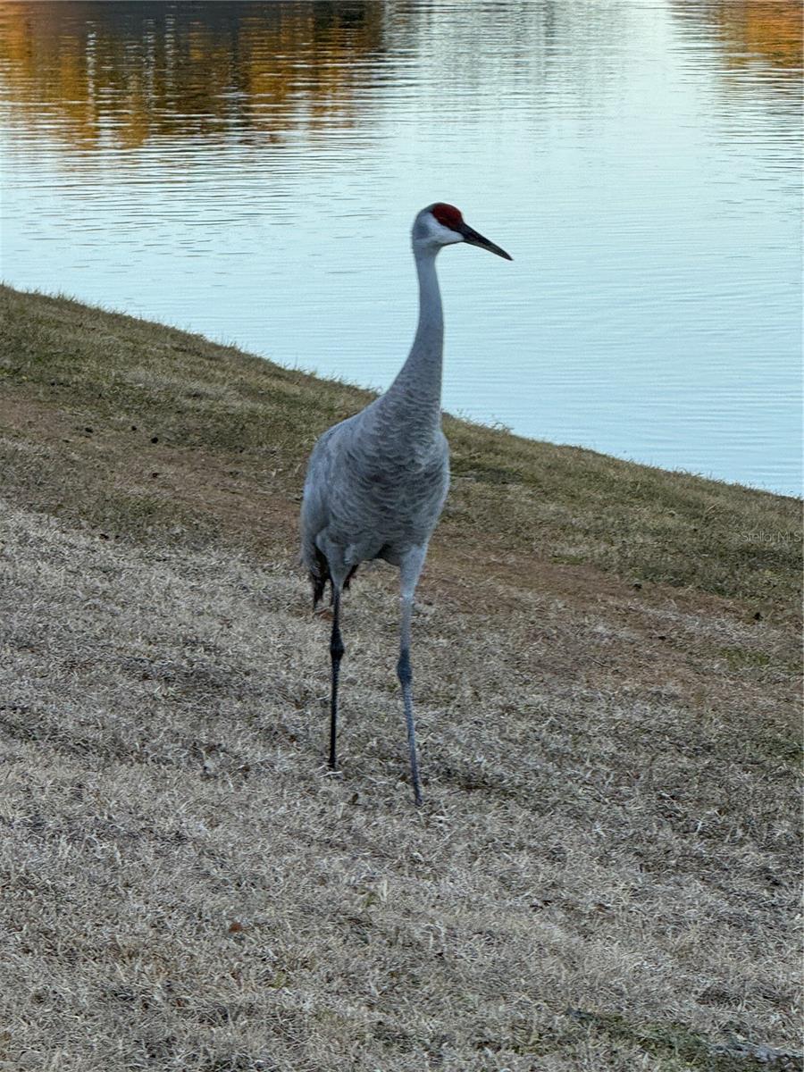 Image 35 of 40 For 8301 Bridgeport Bay Circle