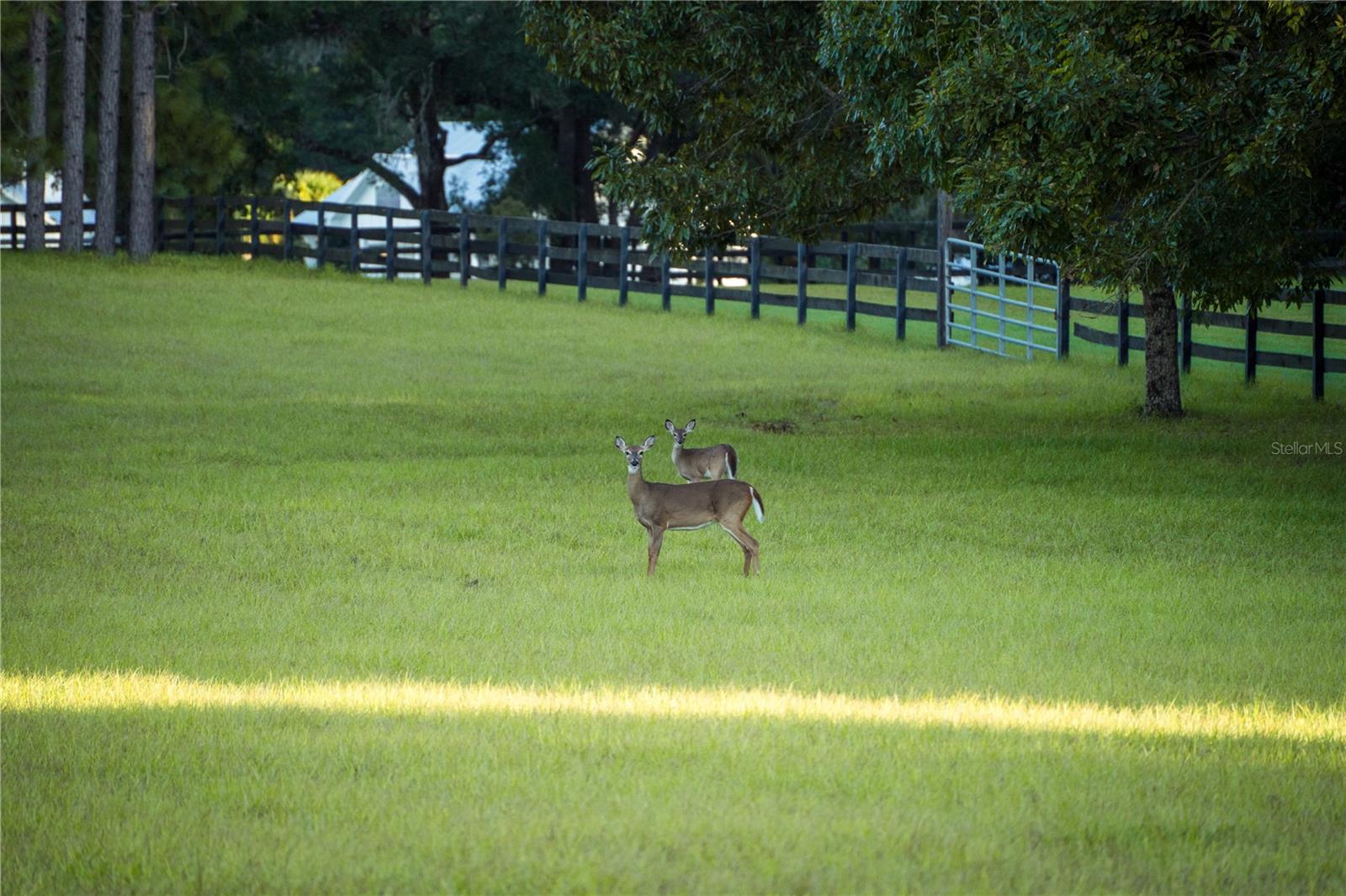 Image 4 of 14 For Blue Bird Court Sw
