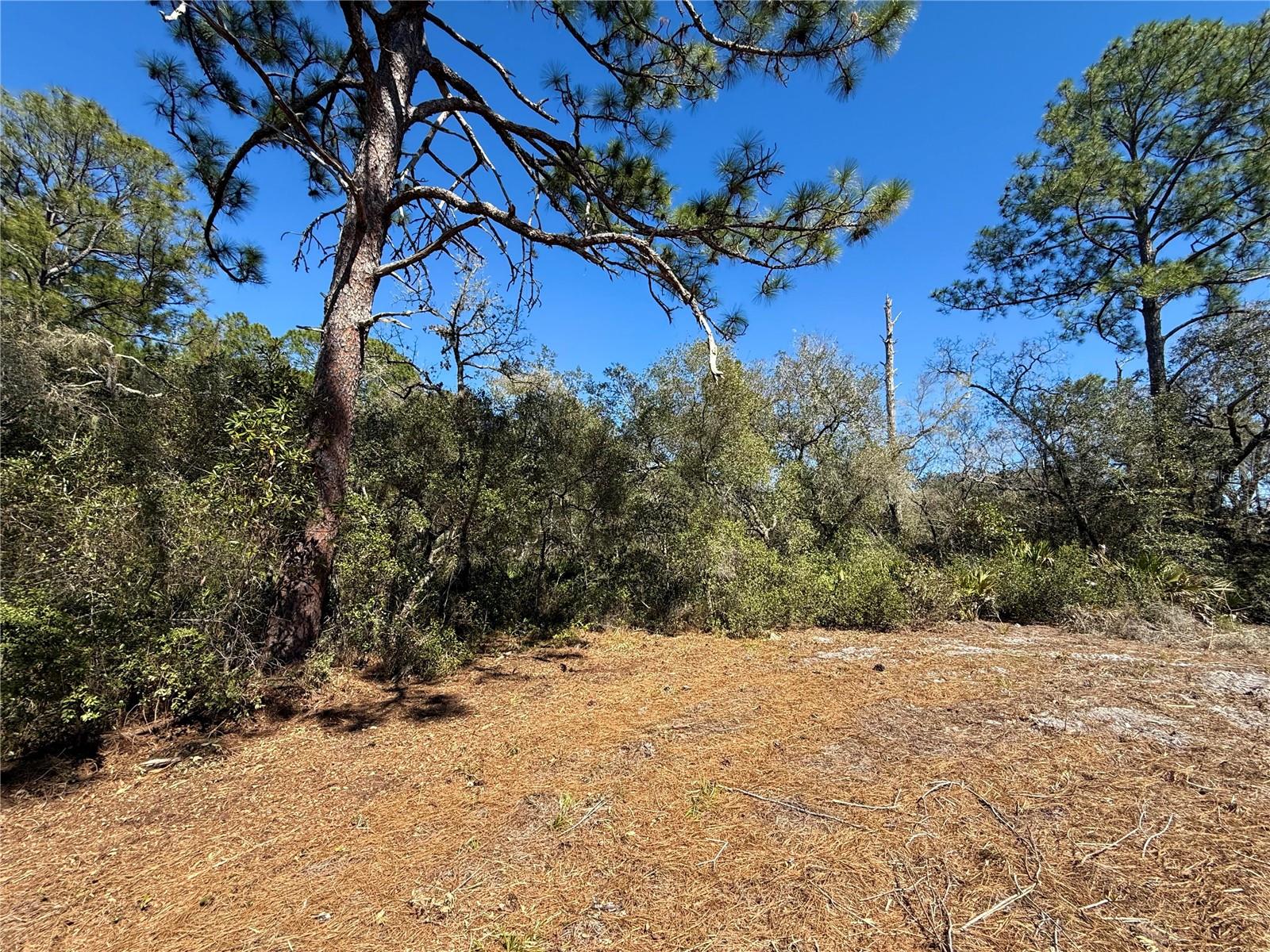 Image 12 of 28 For Lot 11 Poinciana Street