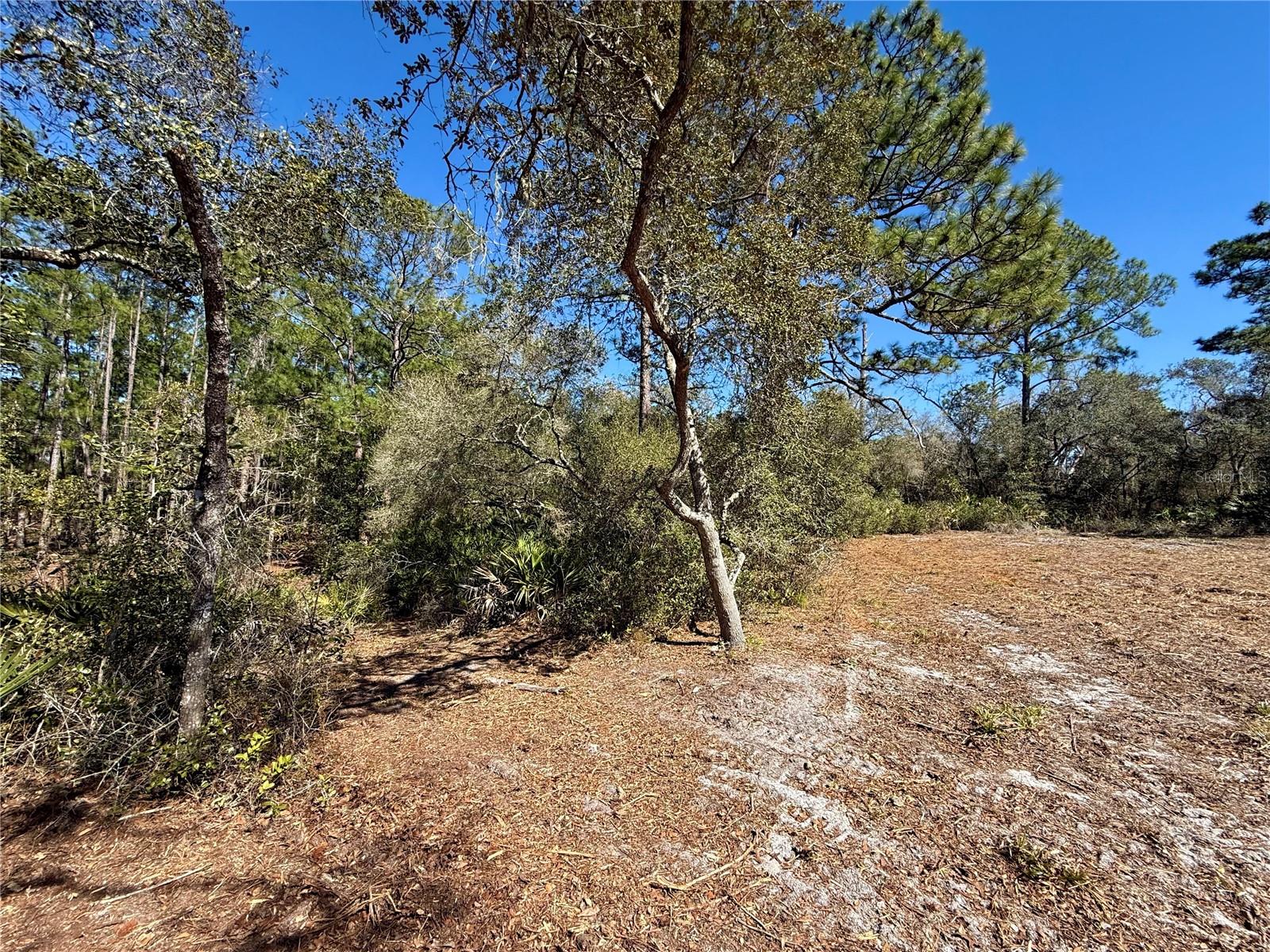 Image 9 of 28 For Lot 11 Poinciana Street