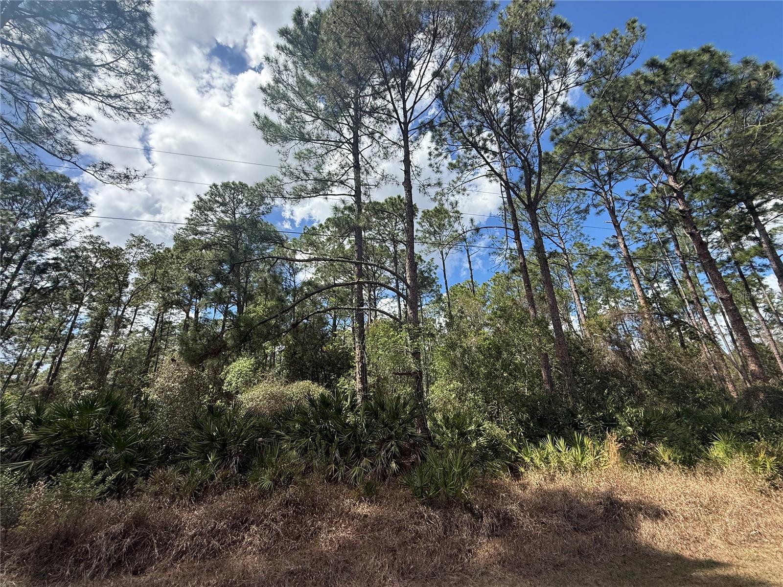 Image 10 of 13 For Cashew Street