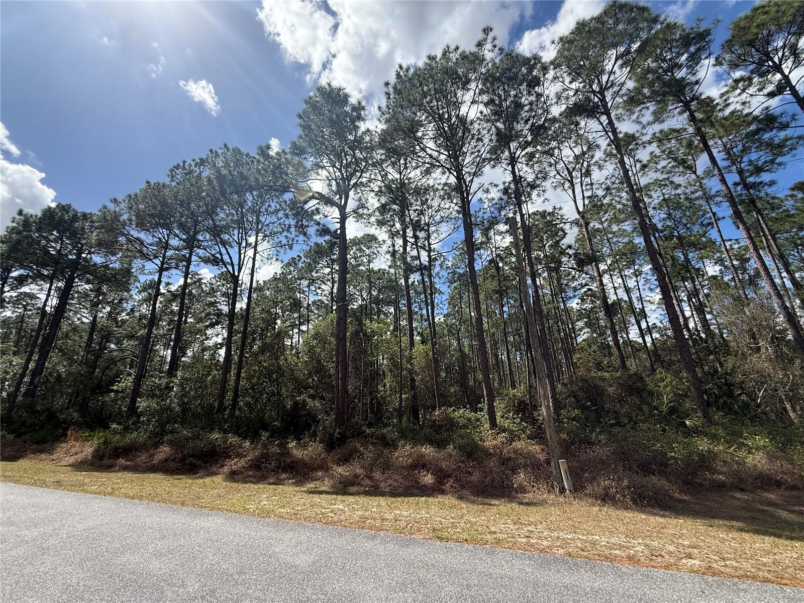 Image 13 of 13 For Cashew Street