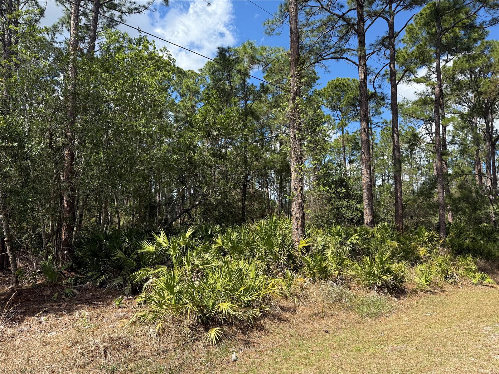 Image 4 of 13 For Cashew Street