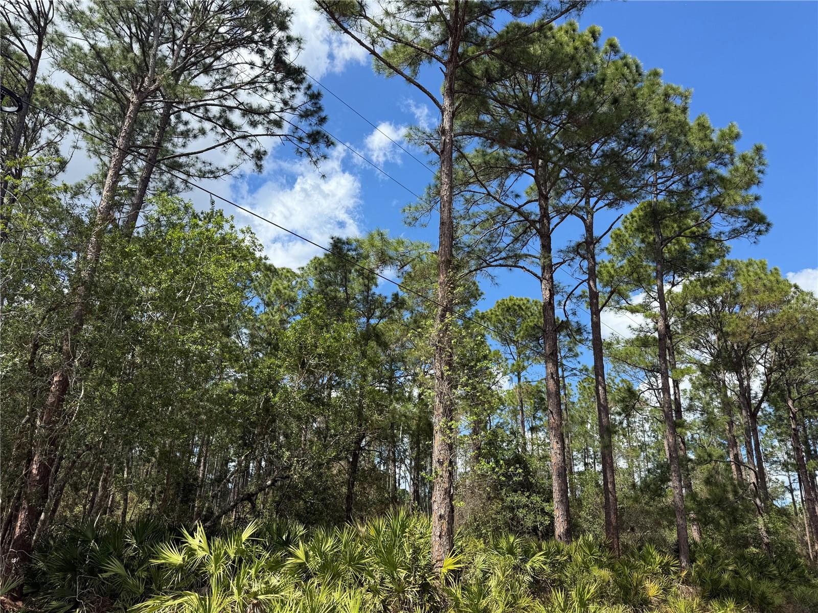 Image 5 of 13 For Cashew Street