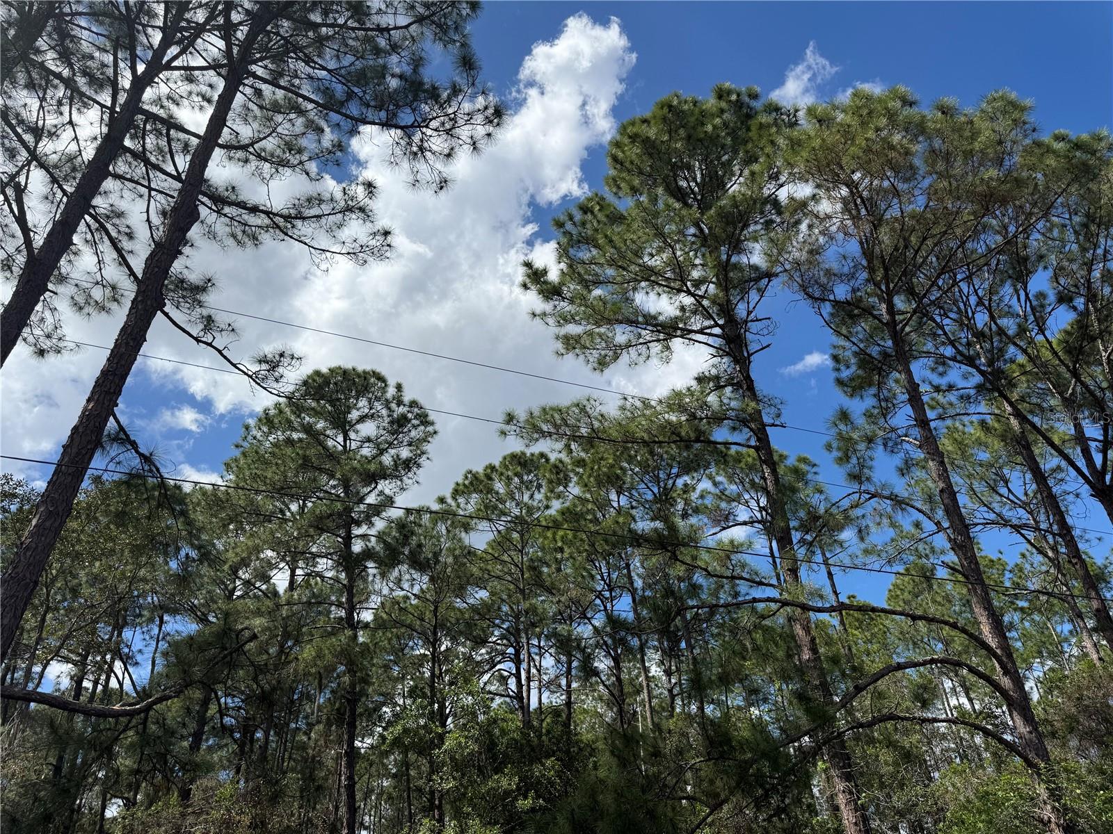 Image 6 of 13 For Cashew Street