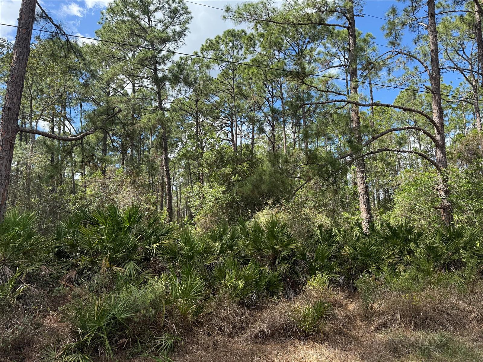 Image 7 of 13 For Cashew Street