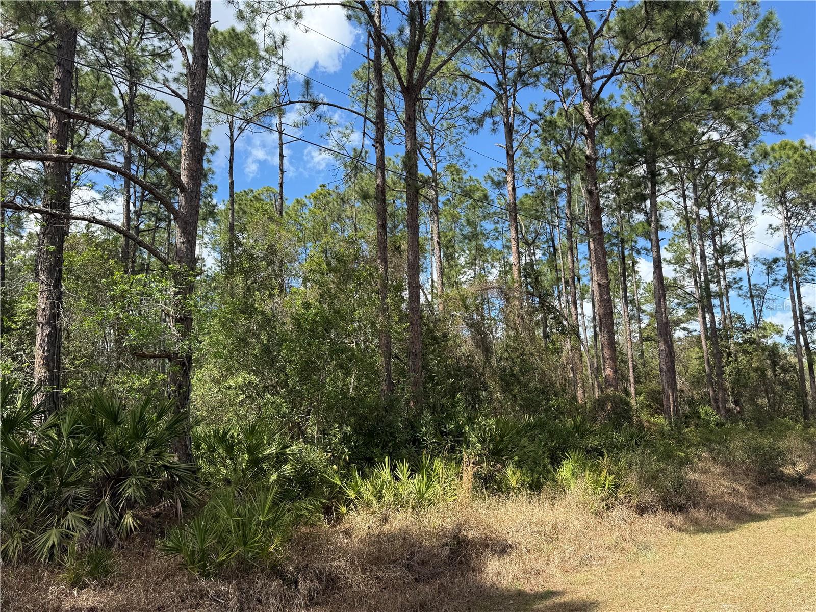 Image 8 of 13 For Cashew Street