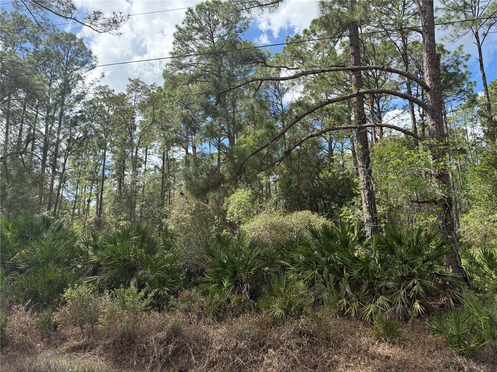 Image 9 of 13 For Cashew Street