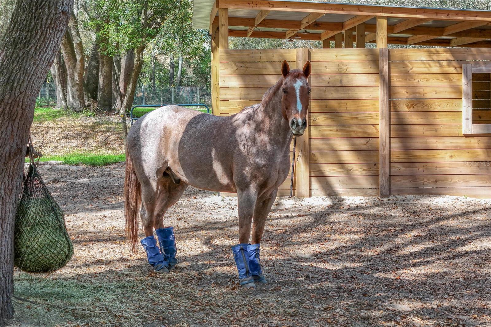 Image 68 of 90 For 22301 Coronado Somerset Drive