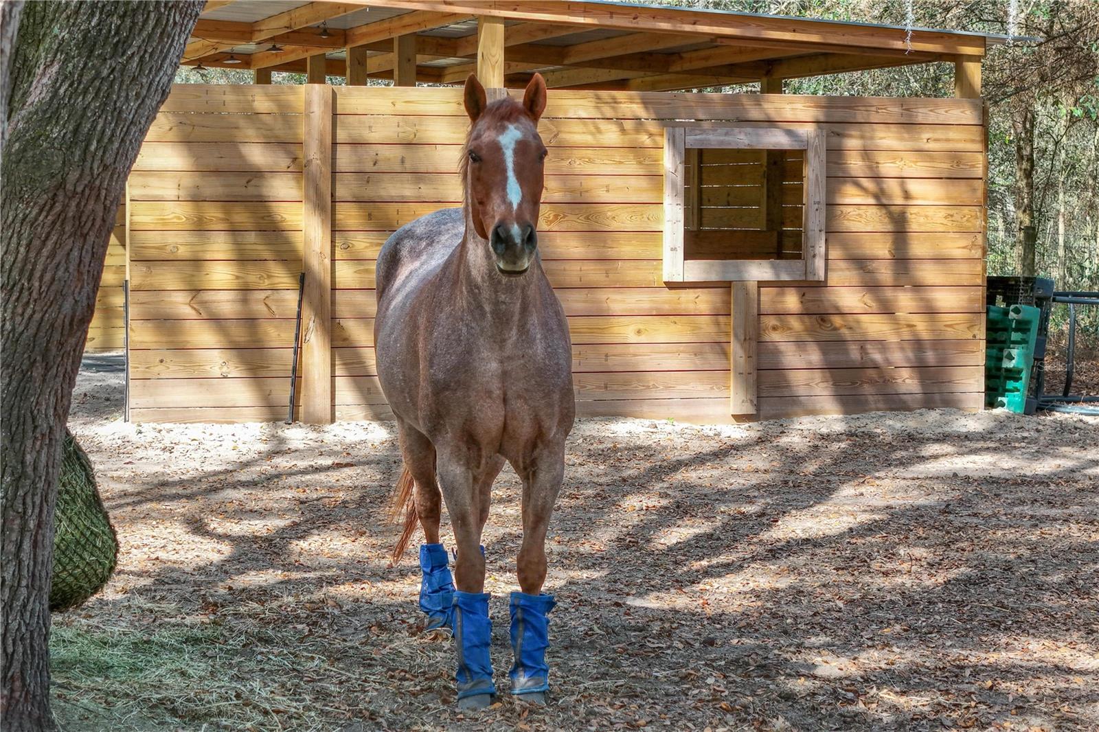 Image 69 of 90 For 22301 Coronado Somerset Drive
