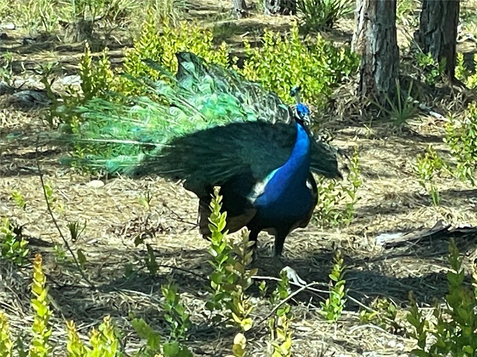 Image 3 of 6 For 6438 Fuller Drive