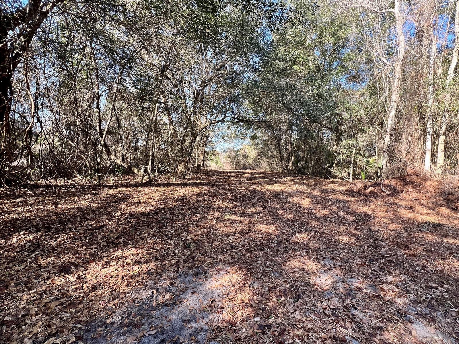 Image 12 of 64 For Forest 02 Road