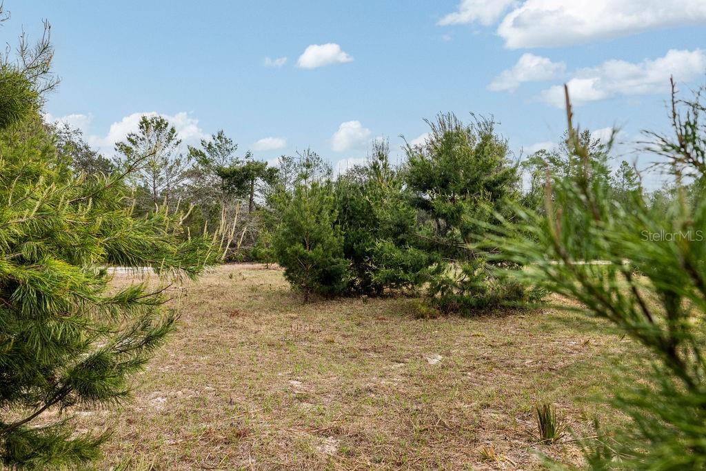 Image 32 of 64 For Forest 02 Road