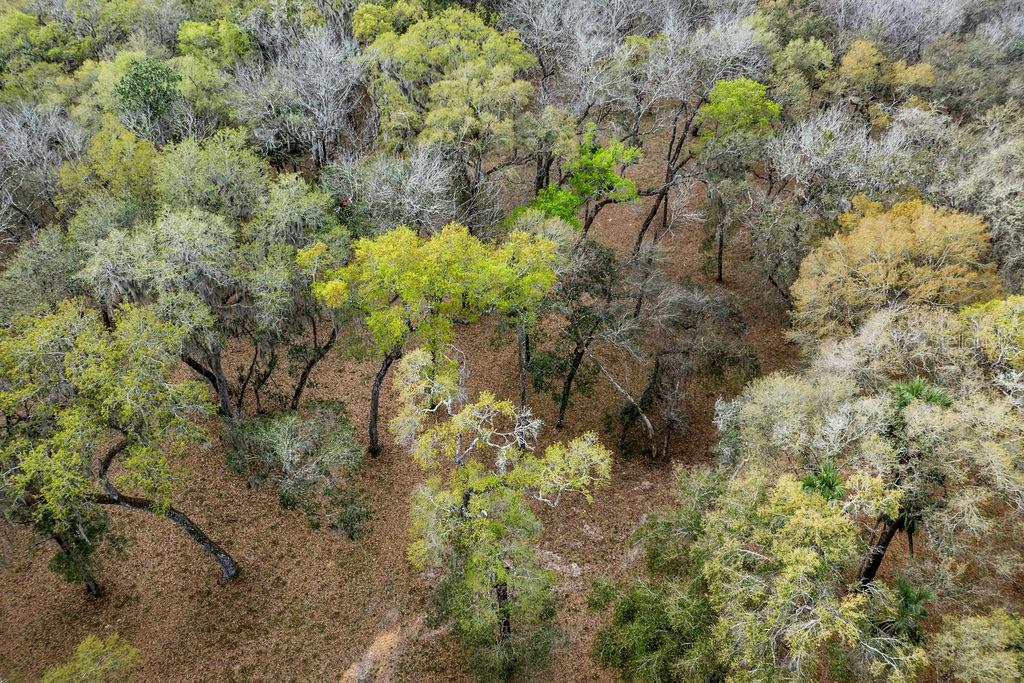 Image 49 of 64 For Forest 02 Road