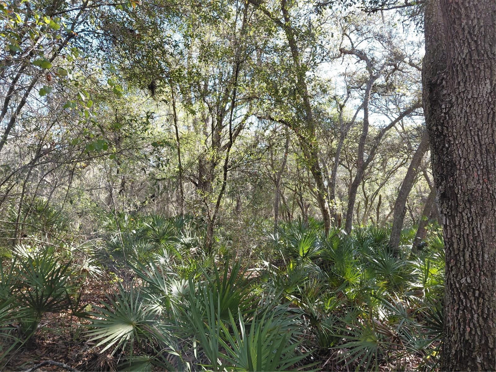 Image 10 of 14 For 36031 Butternut Drive