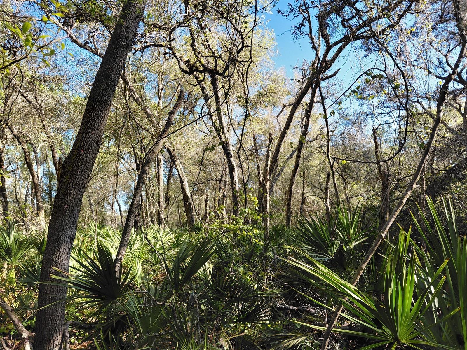 Image 11 of 14 For 36031 Butternut Drive