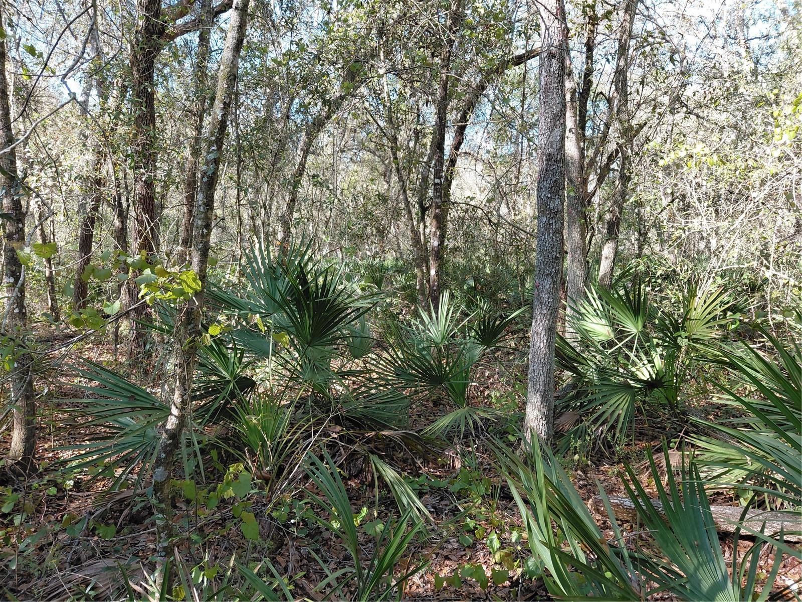 Image 12 of 14 For 36031 Butternut Drive