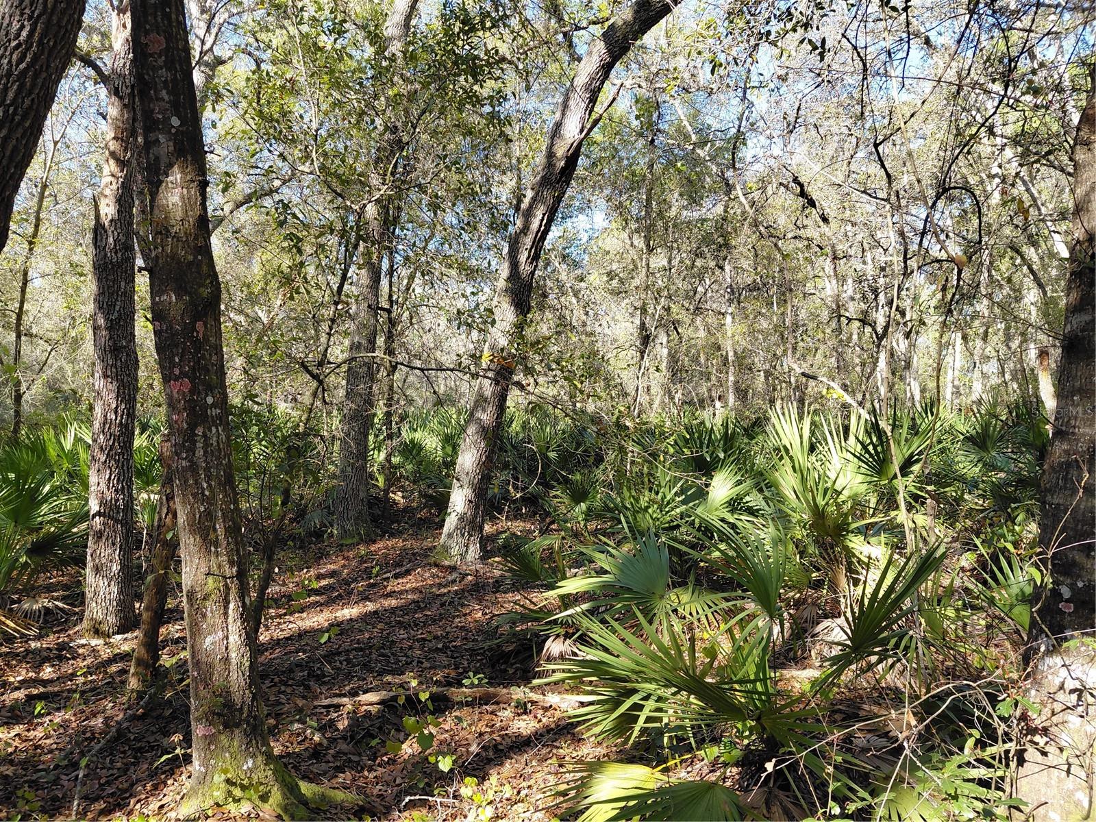 Image 13 of 14 For 36031 Butternut Drive